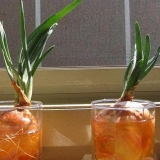 Kako uzgajati luk na prozorskoj dasci